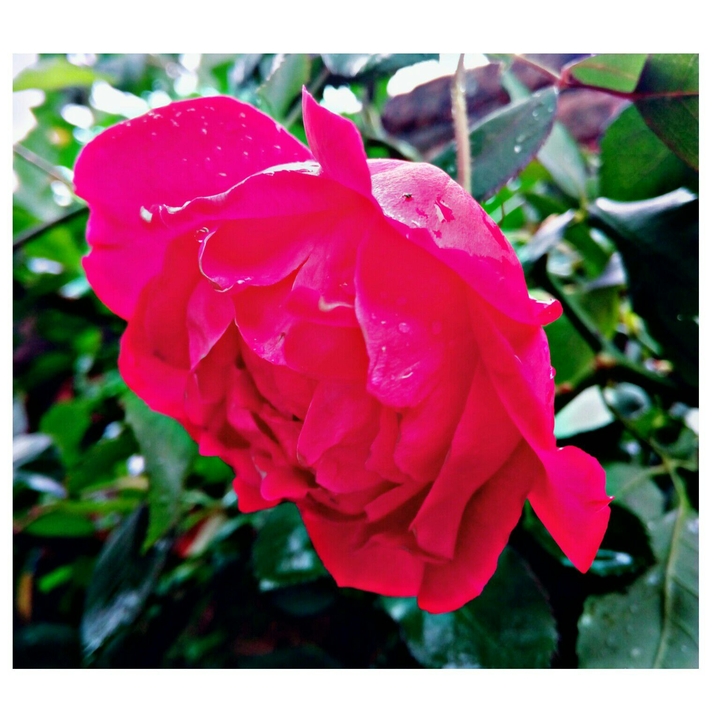 Red Rose