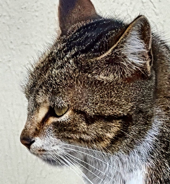 cat