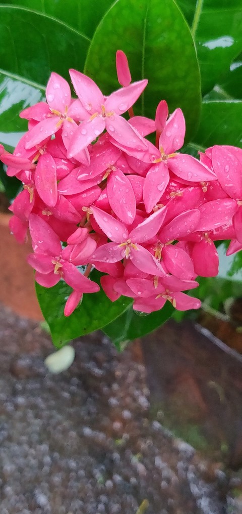 flower