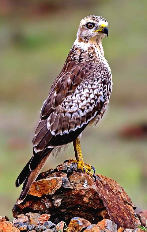 Bird
