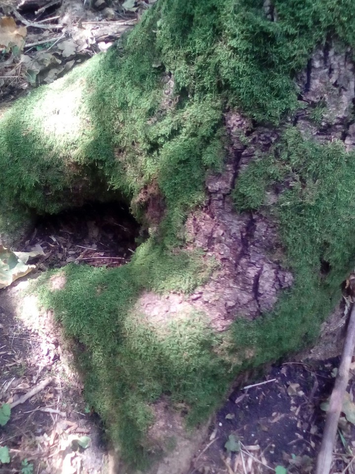 landform