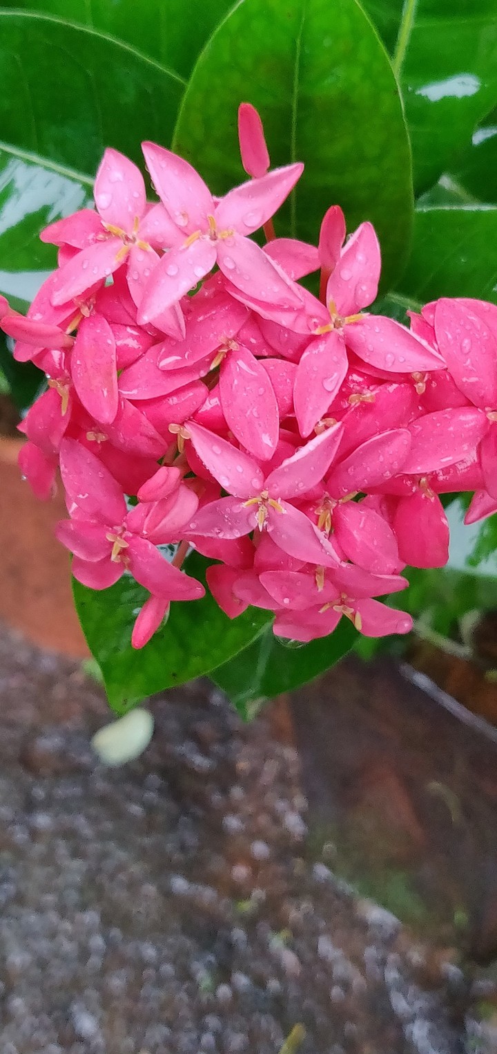 flower