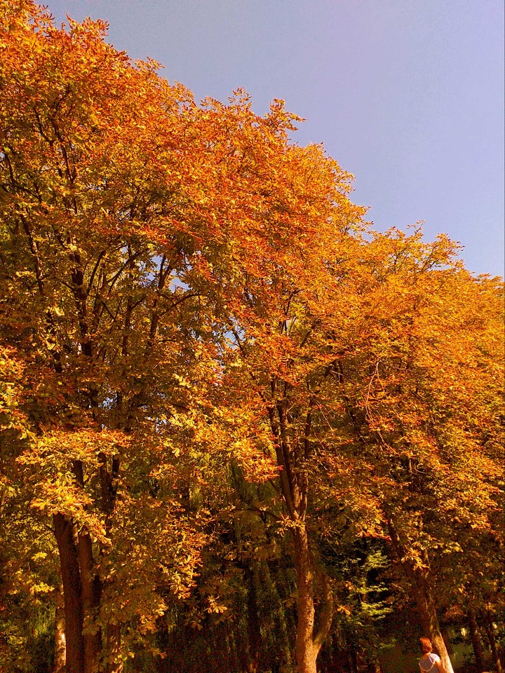 autumn trees