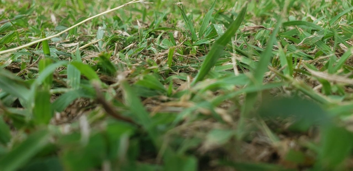 campo