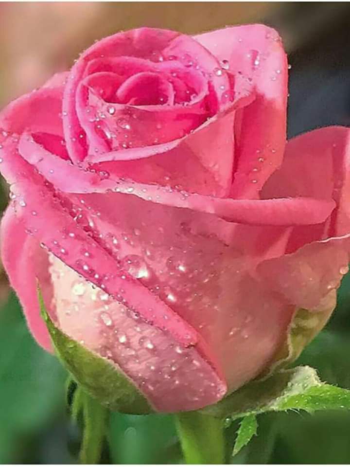rose