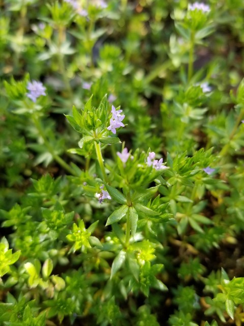 little purple