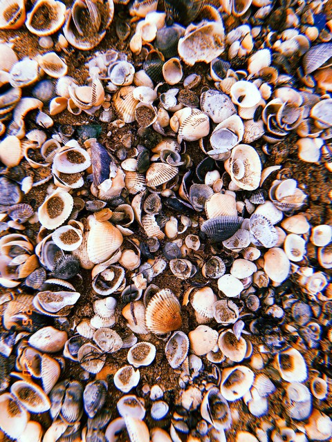 seashells