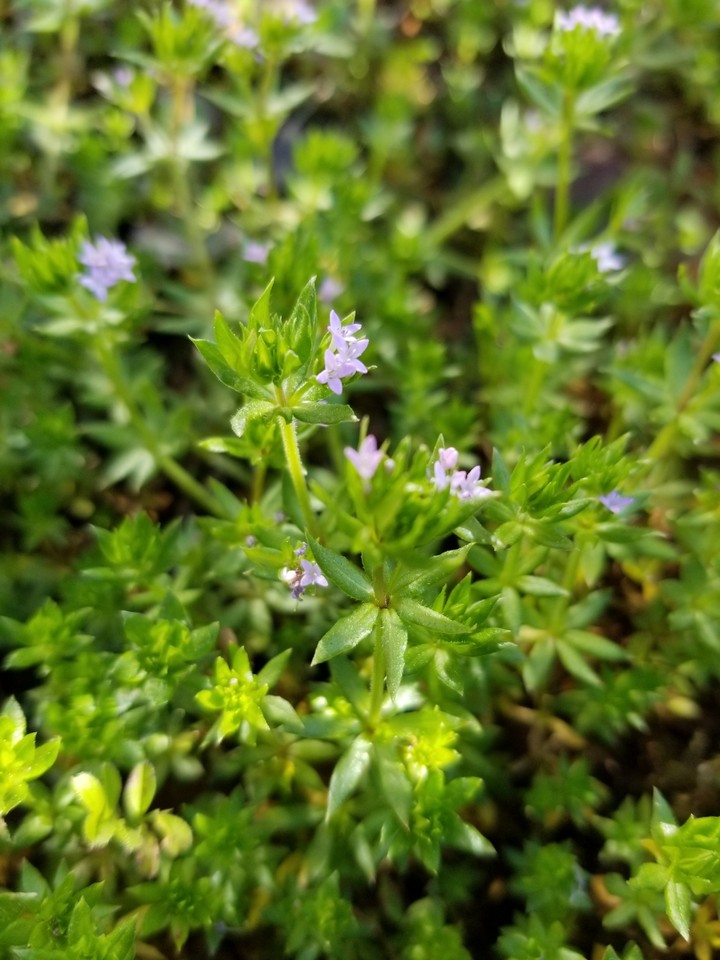 little purple