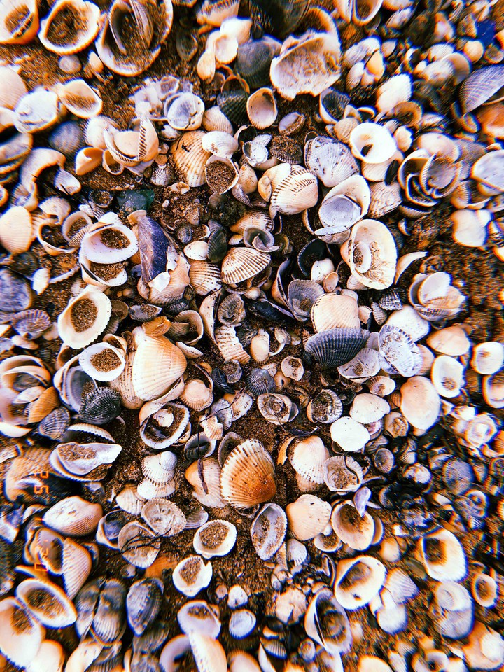 seashells