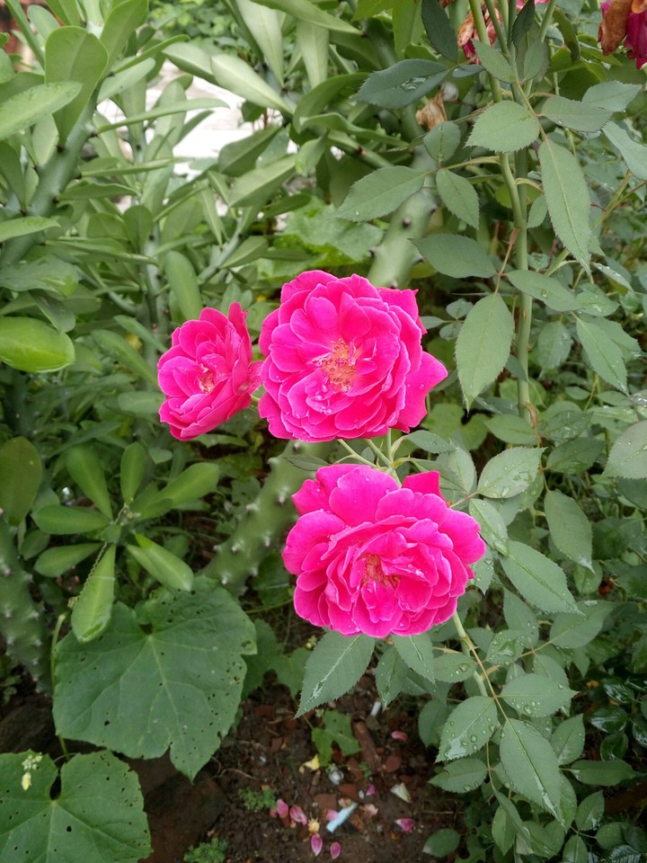 rose pink