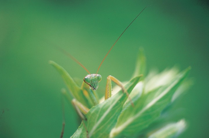 자연