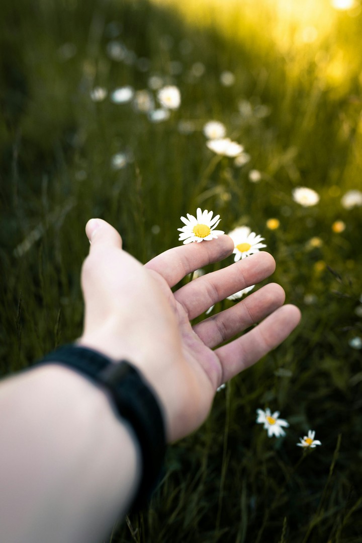 flowers