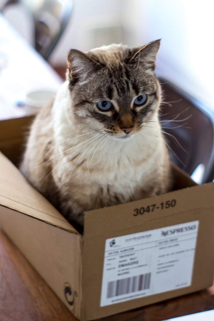 Cat-in-a-box