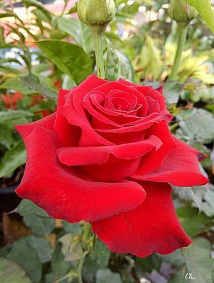 beautiful red