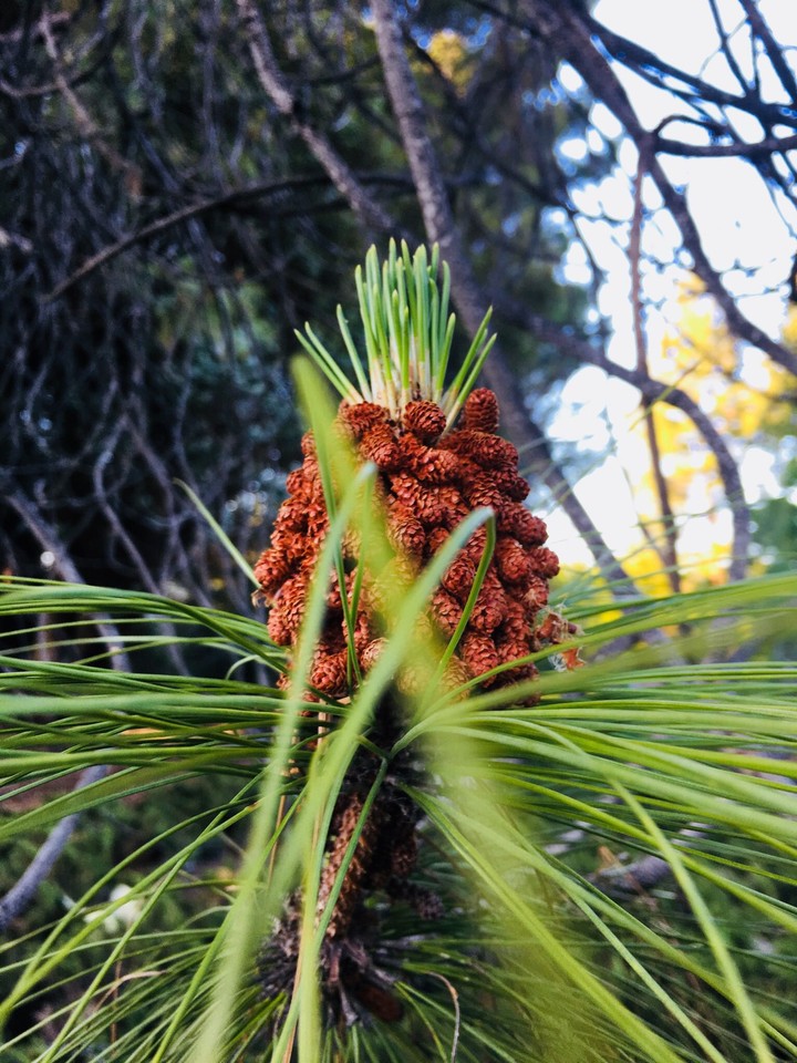 pine