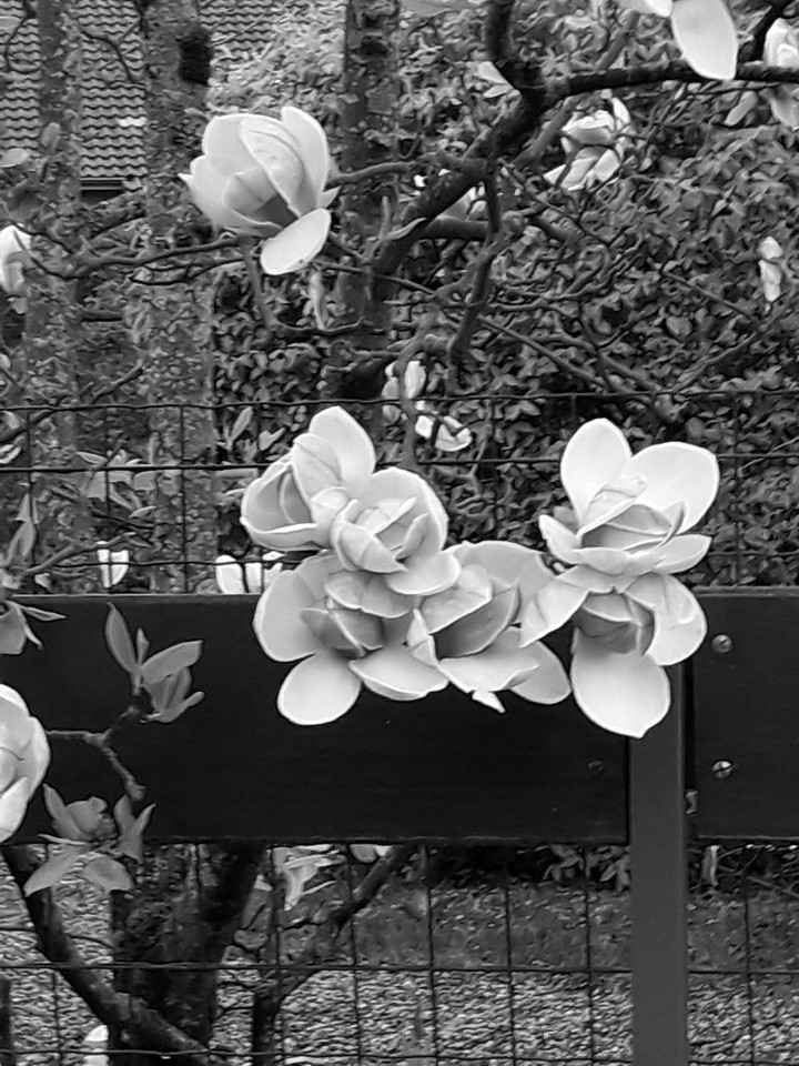 magniolia  en noir et blanc