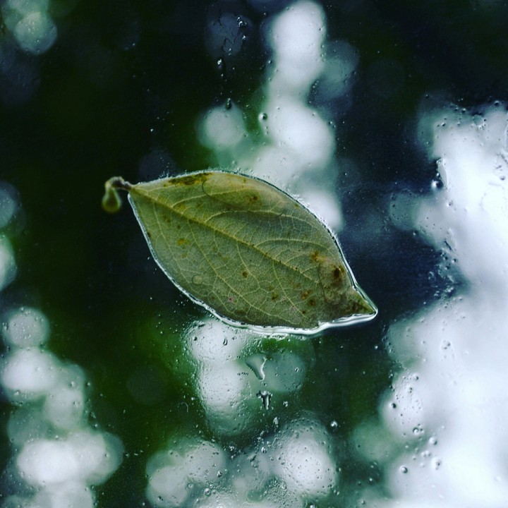 Window