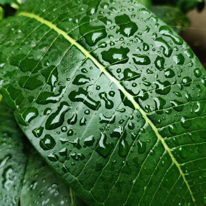 Dew drops on leaves