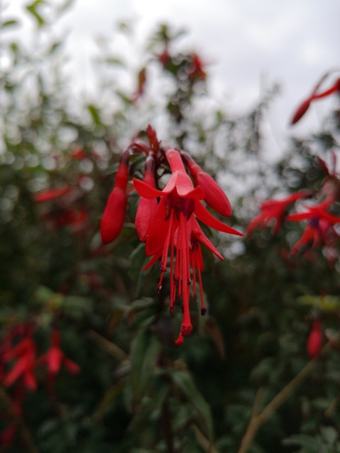 spring, plant Hintergrundbilder