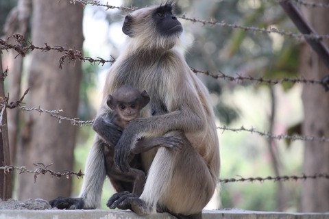 Mother's Love