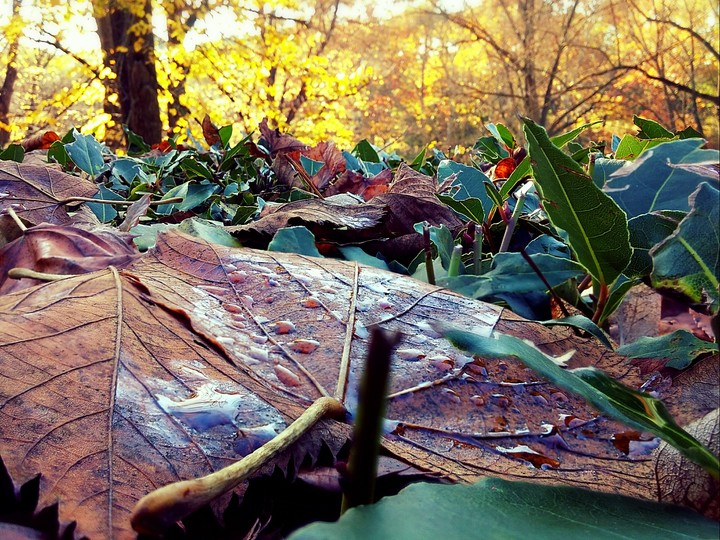 leafs
