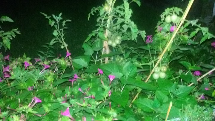 TomatenBlumenBeet