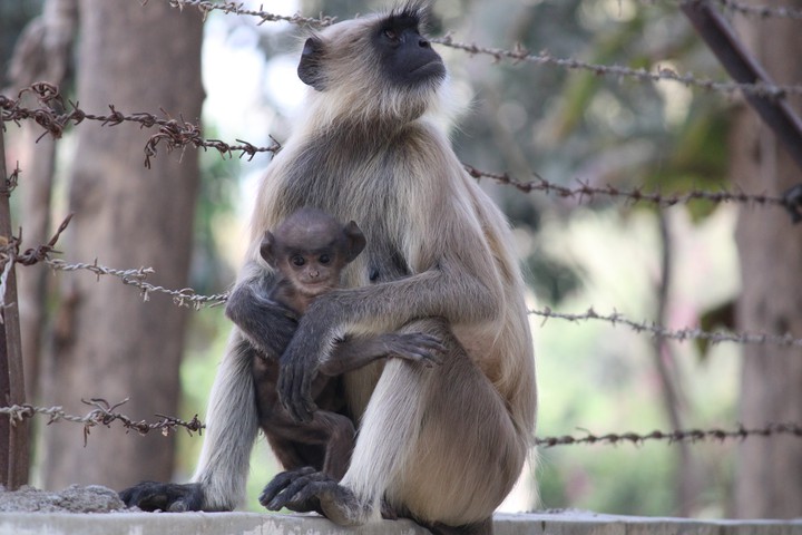 Mother's Love