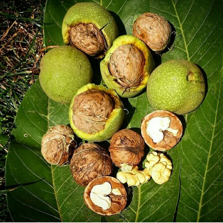 wall nuts