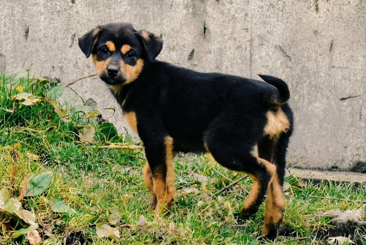 doggo