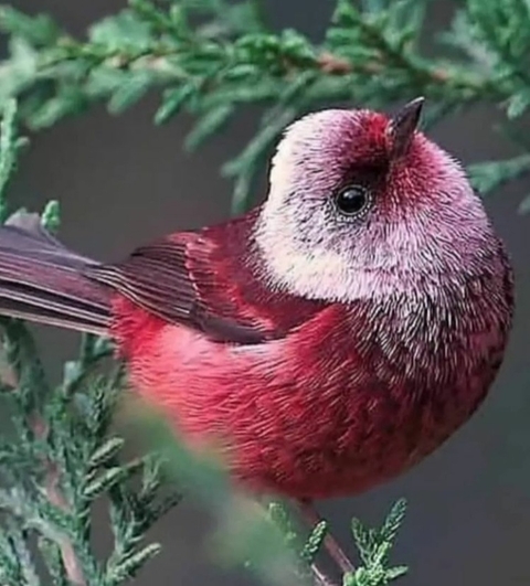 tapety twig, magenta