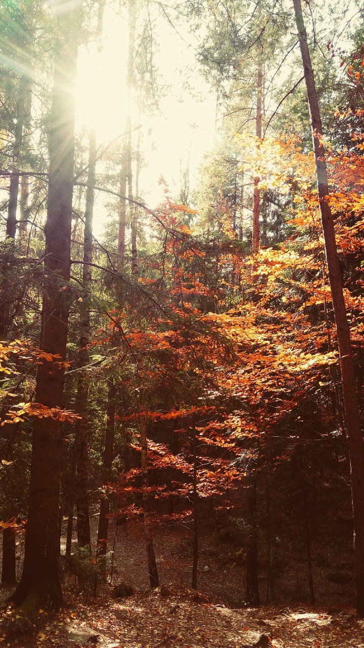 Autumn forest