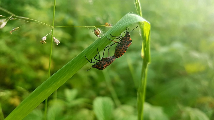 Insects