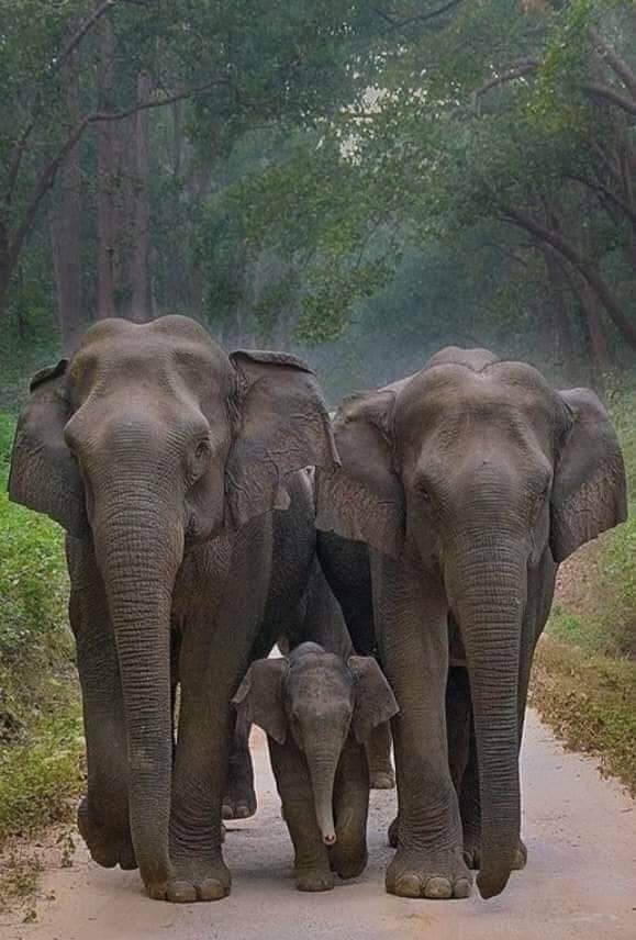 family