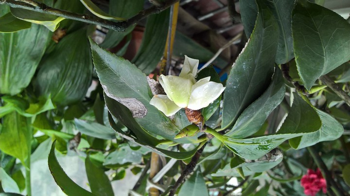 My camelia