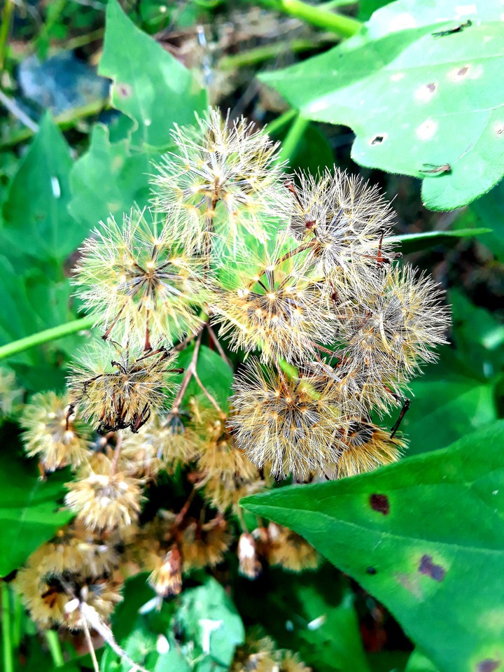 mobile photography