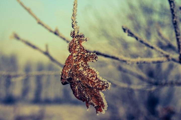 SNOW LEAF