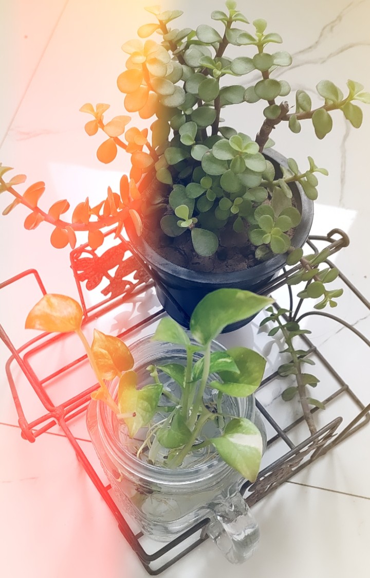 plants