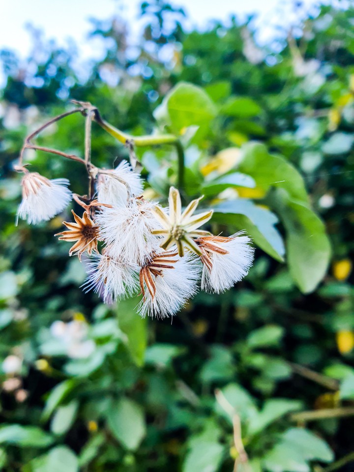 nature