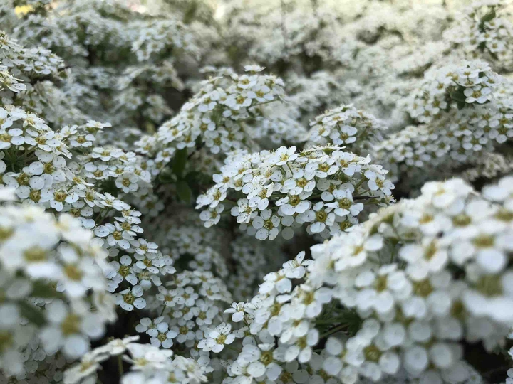 flowers "bride"