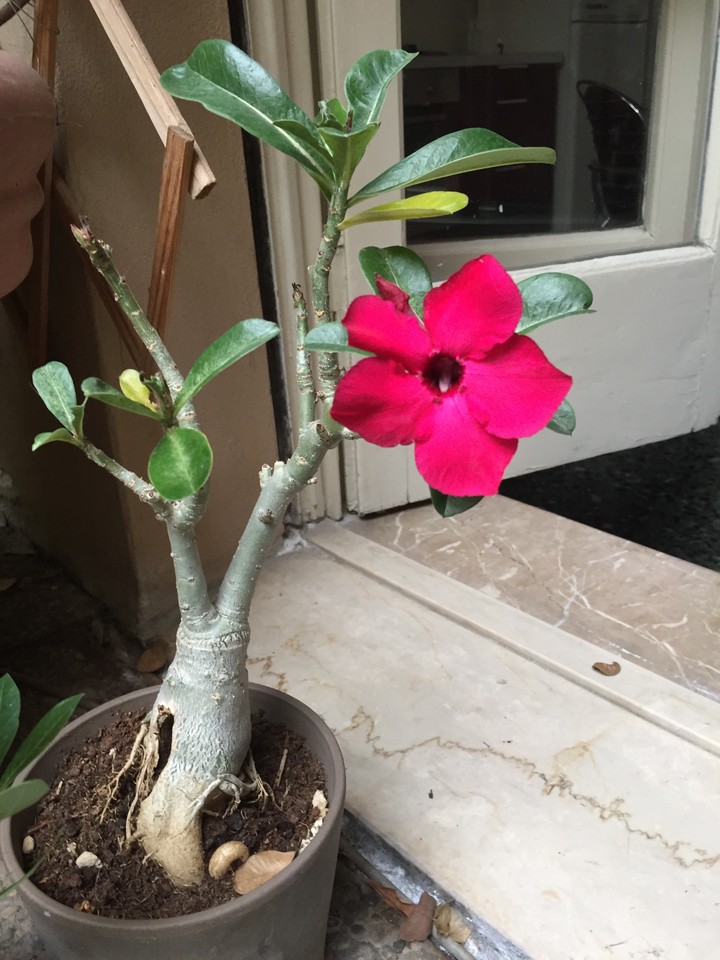 Adenium Obesum
