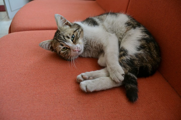 Cat Sweet