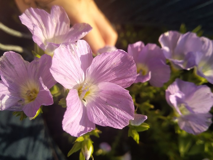 Flower