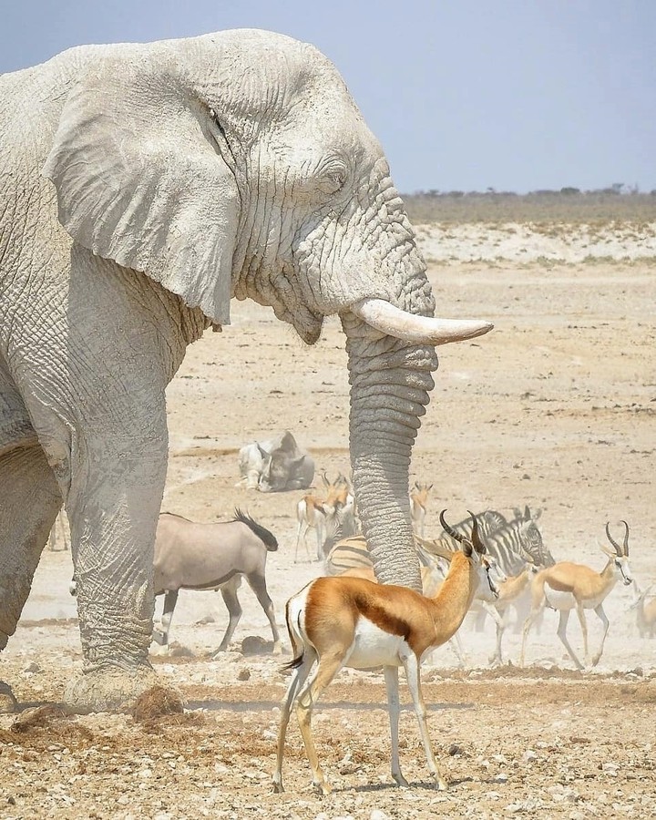 white elephant