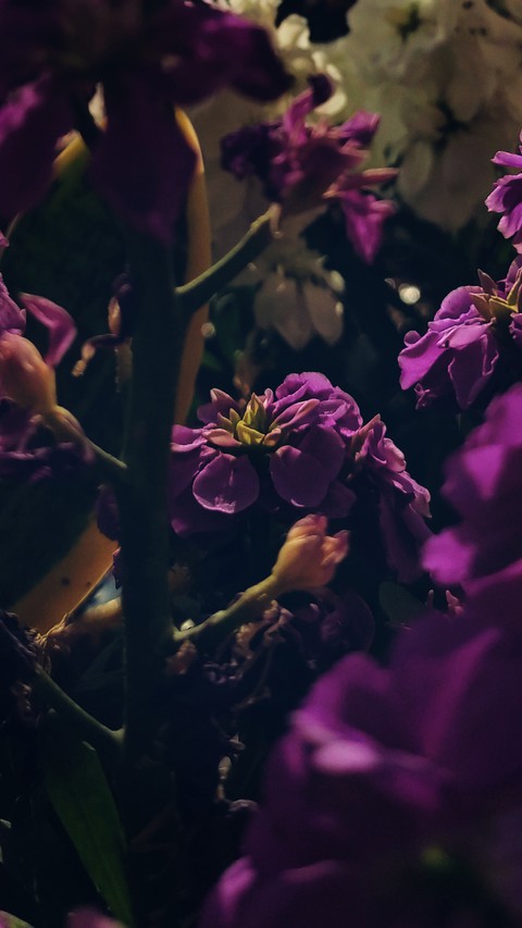Flowers in late afternoon