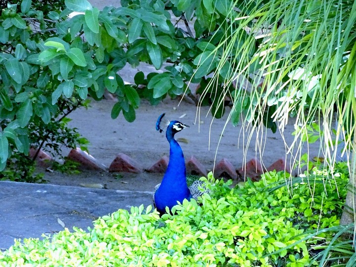 peacock