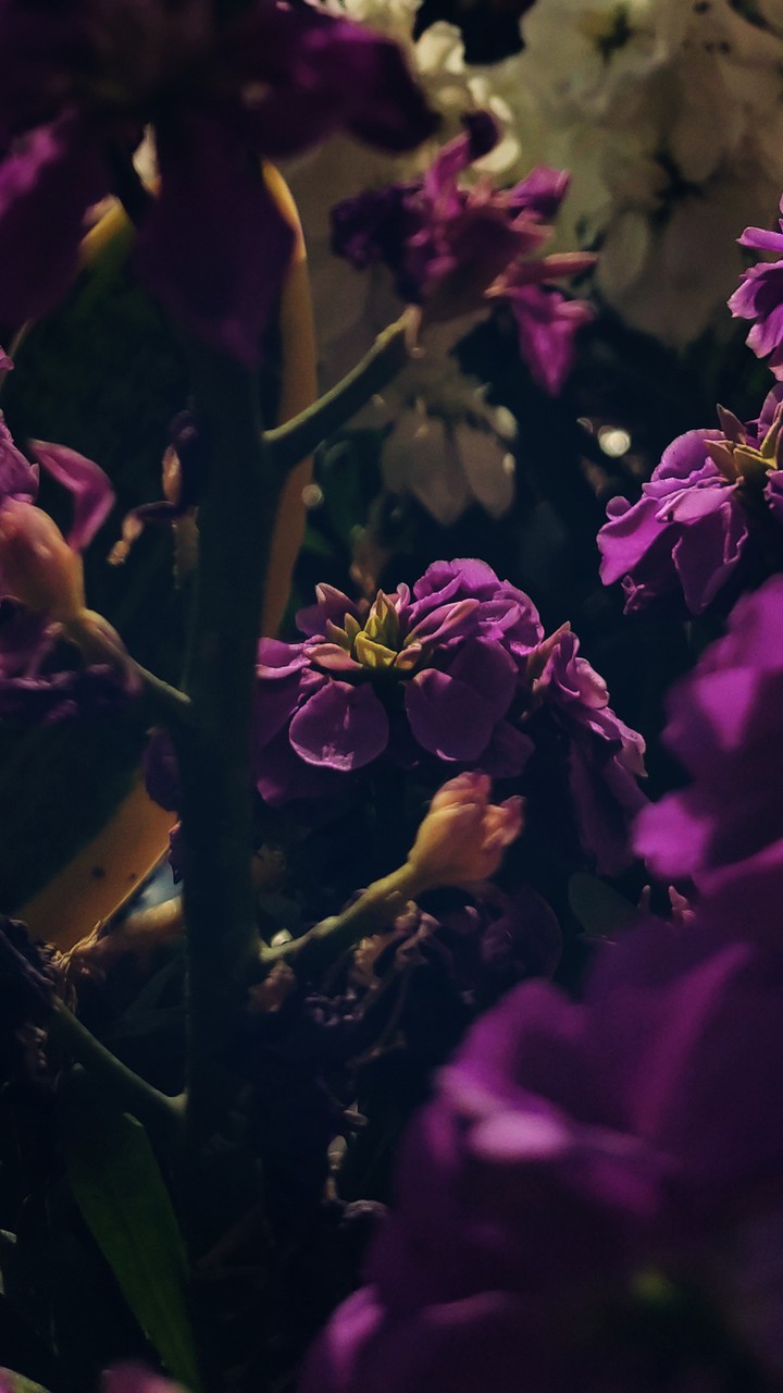 Flowers in late afternoon