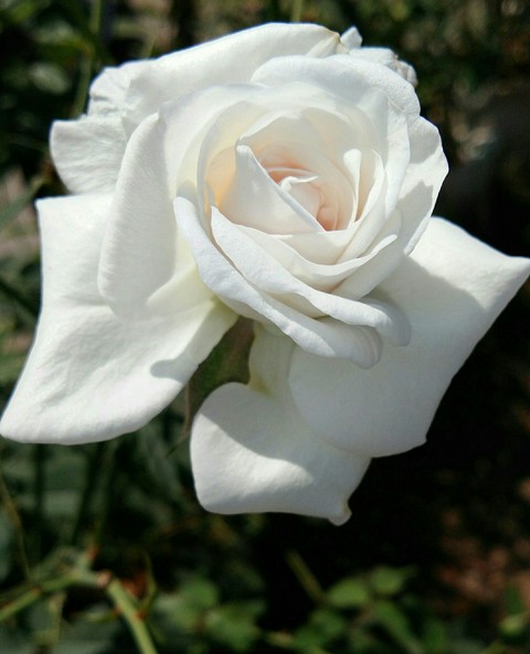 VIPUL