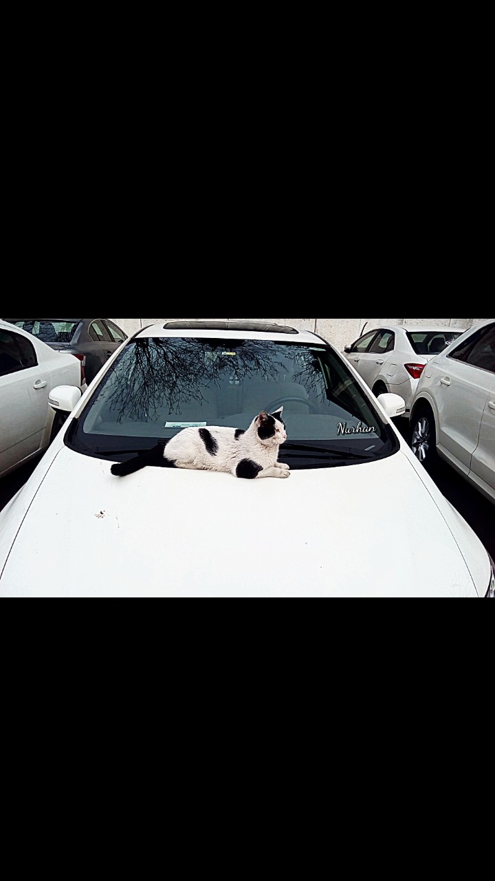 kedi