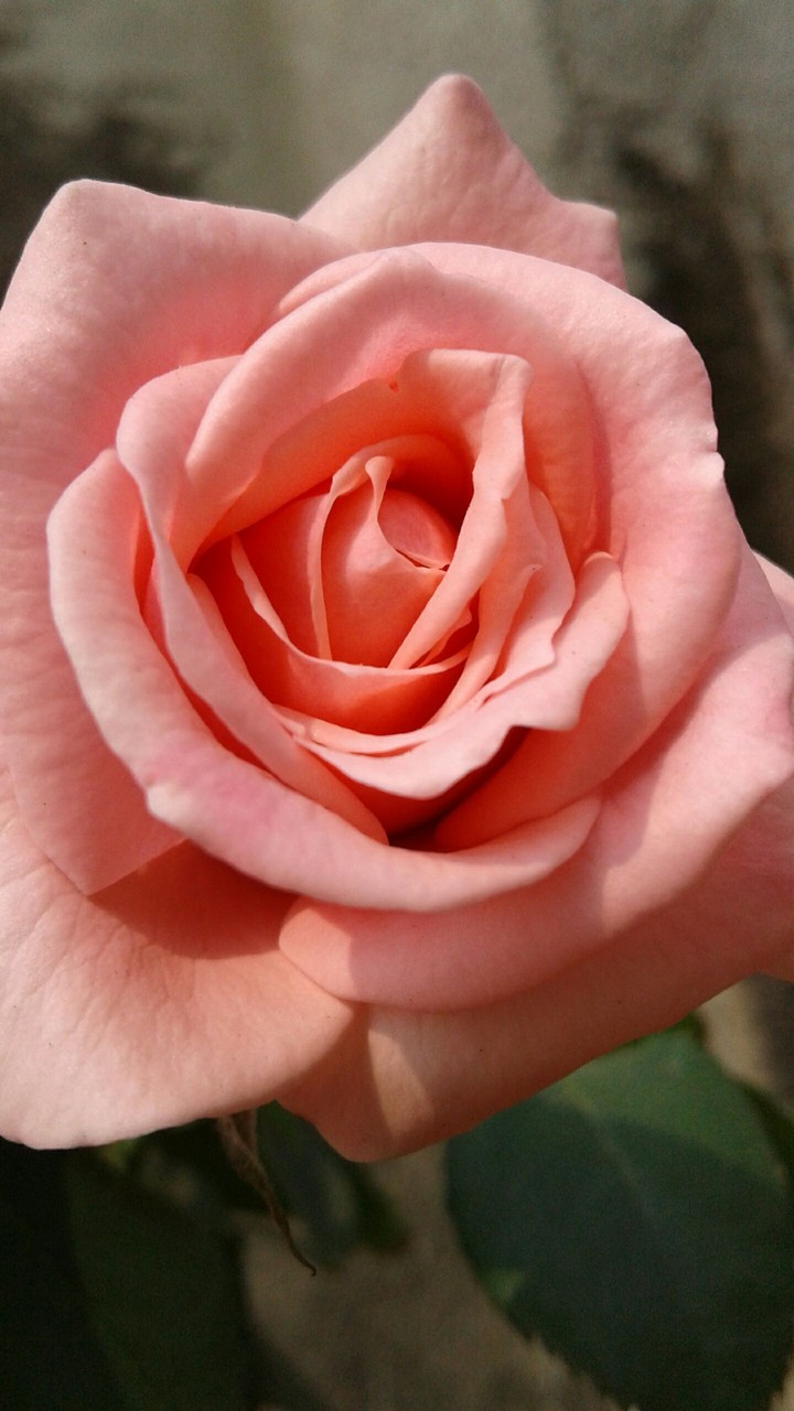 rose of my garden