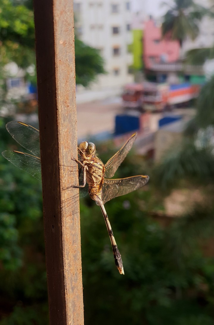 dragonfly